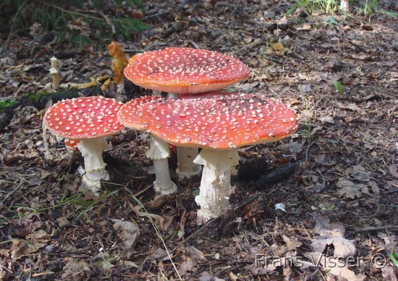 Paddenstoelen 6.JPG